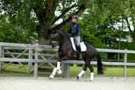 KWPN HORSES