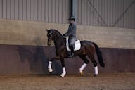 YOUNG HORSE FOR SALE