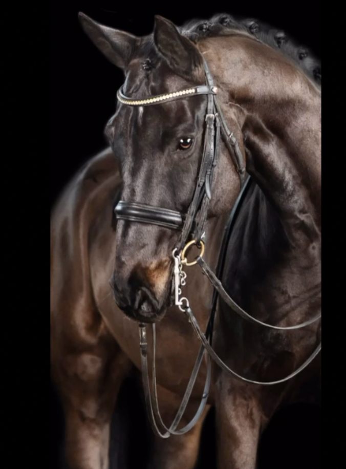 SMALL TOUR HORSE