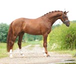 BORDEAUX DRESSAGE STALLION