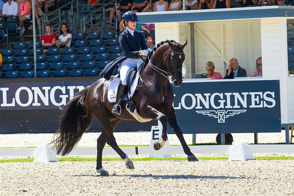 GP HORSES FOR SALE