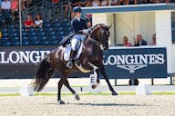 GP HORSES FOR SALE