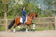 spanish horses for sale