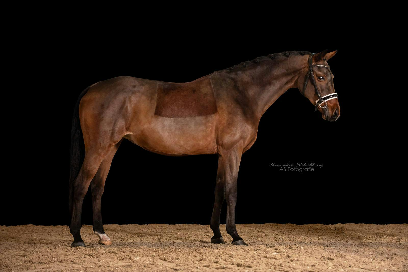 DRESSAGE HORSES IN EUROPE