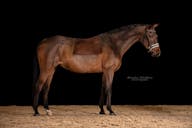 DRESSAGE HORSES IN EUROPE