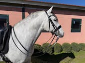 ANDALUSIAN HORSES