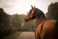 dressage young horses totals