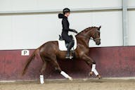 KWPN HORSES