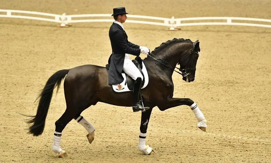 GP HORSE FOR SALE