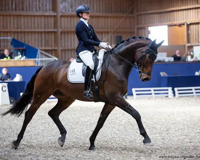 small tour horses for sale