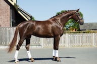 KWPN HORSES