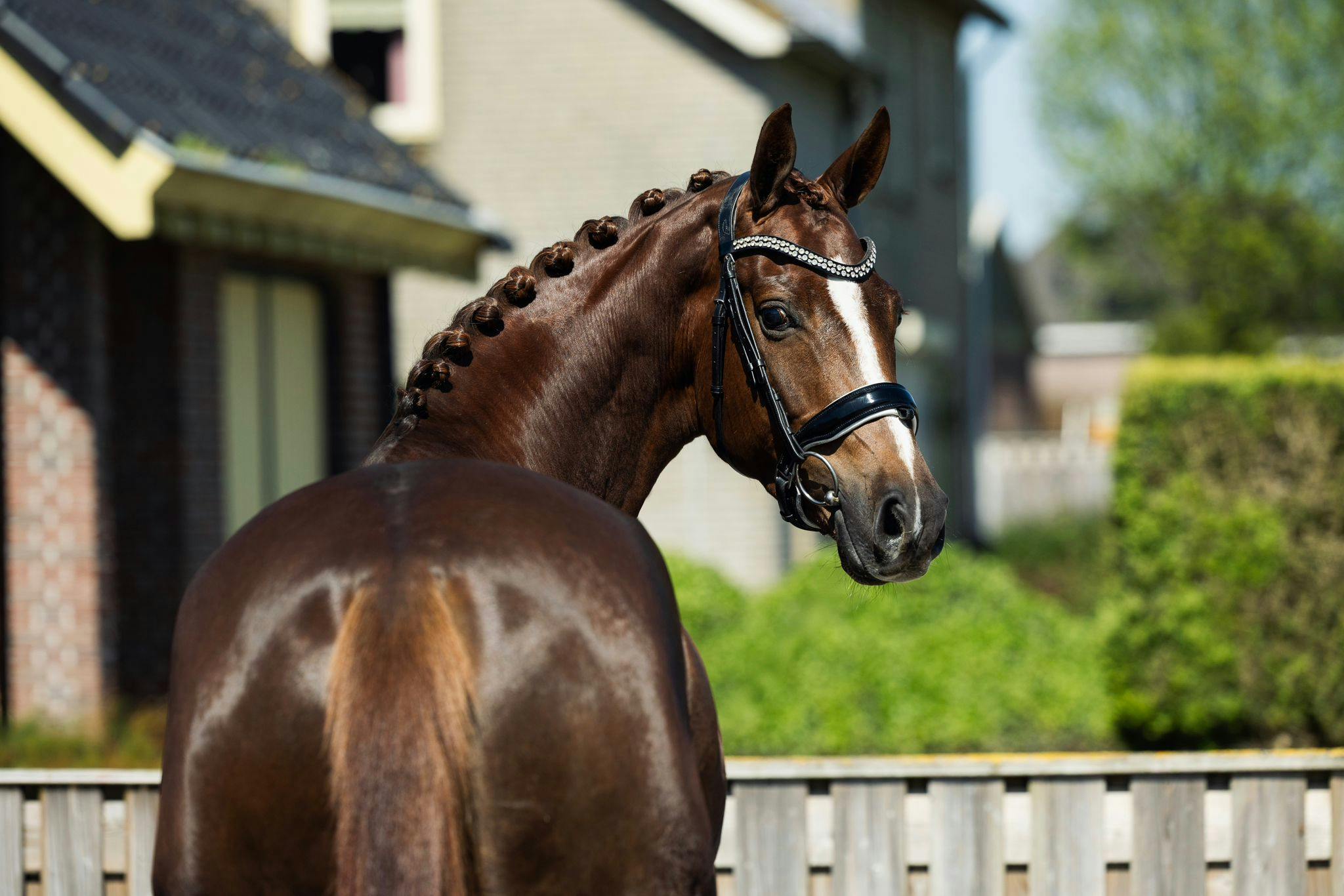 KWPN HORSES