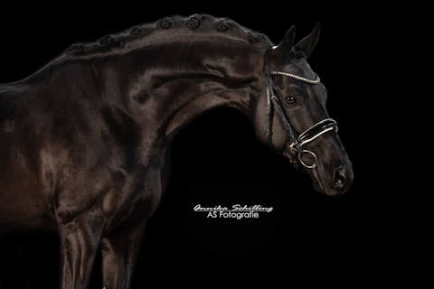 SMALL TOUR HORSE FOR SALE