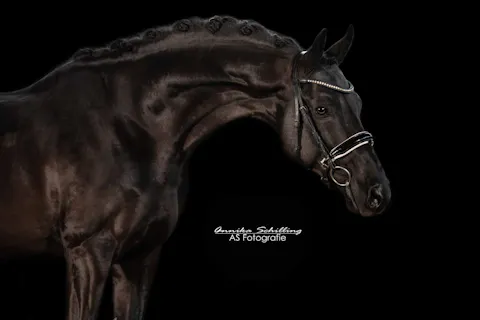 SMALL TOUR HORSE FOR SALE