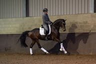 YOUNG HORSE FOR SALE