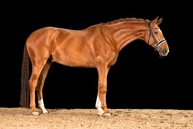 dressage horse.