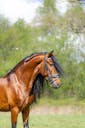 pre horses for sale