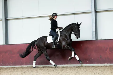 YOUNG HORSES FOR SALE