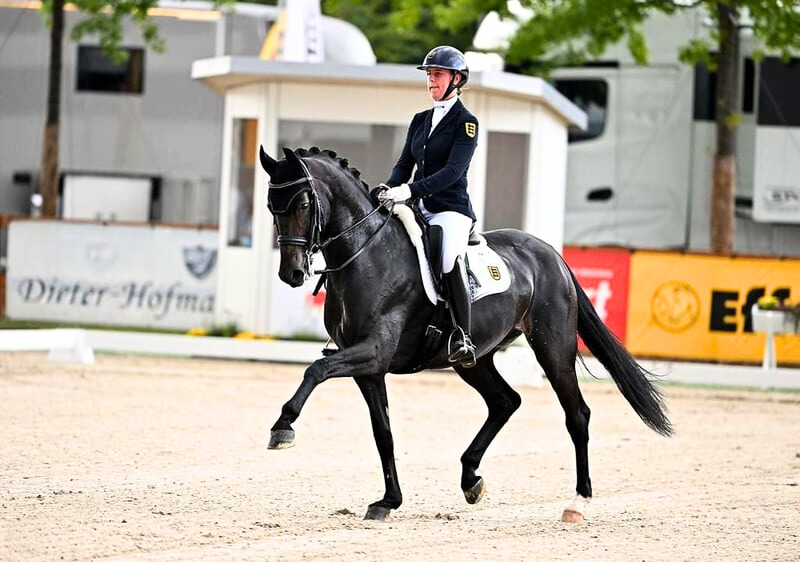 Dressage Horse for sale | Gallery Horse