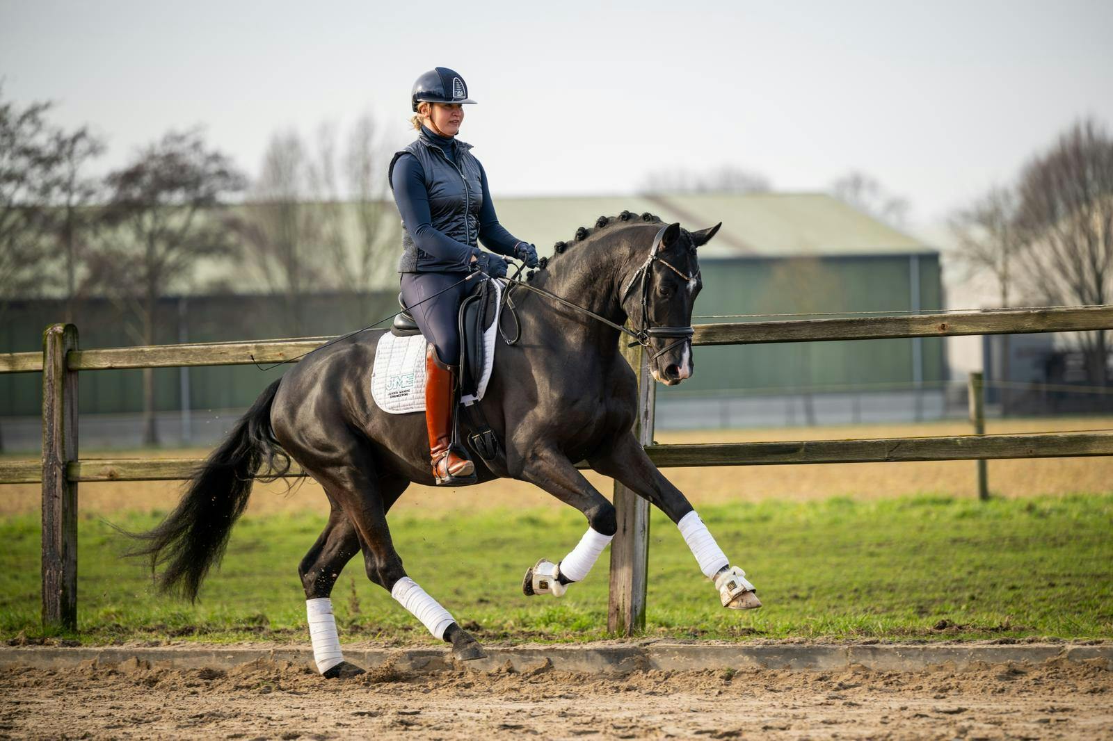 YOUNG HORSES FOR SALE