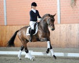 grand prix horses for sale
