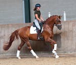 DRESSAGE HORSES IN THE NETHERLANDS