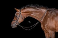 GERMANY HORSES FOR SALE OLDEBURG