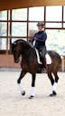 AMATEUR HORSES