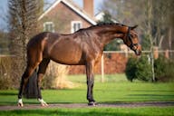 YOUNG HORSES FOR SALE