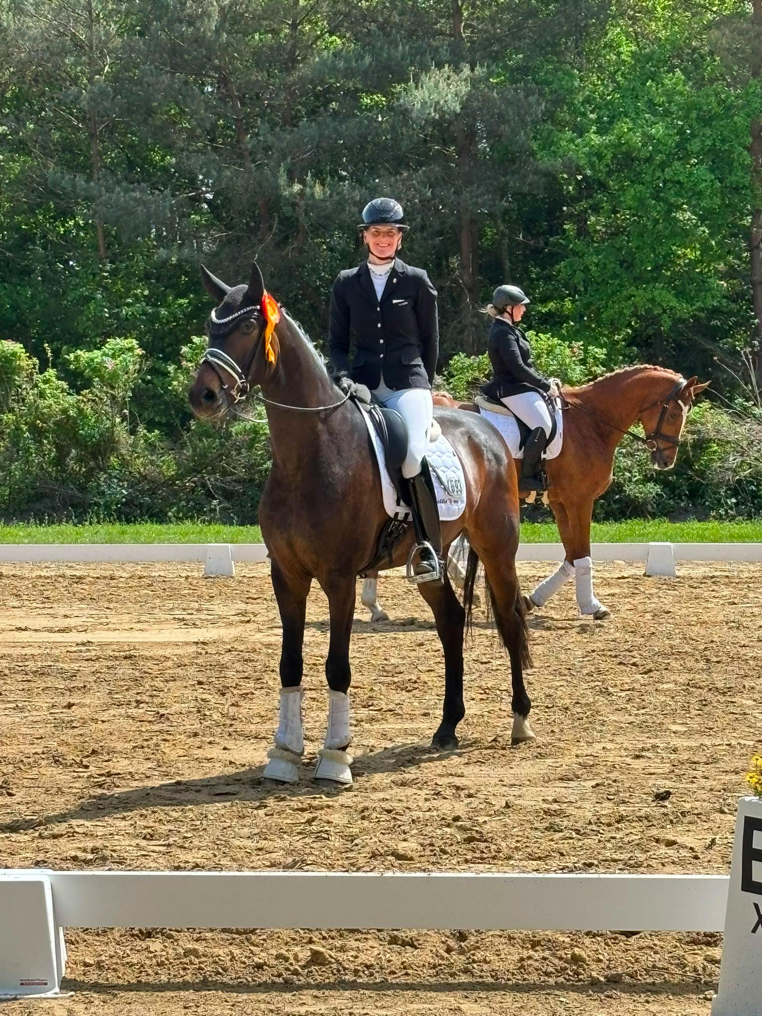 YOUNG HORSES IN GERMANY