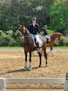 YOUNG HORSES IN GERMANY