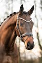 PSG HORSE FOR SALE