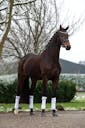 YOUNG HORSE FOR SALE