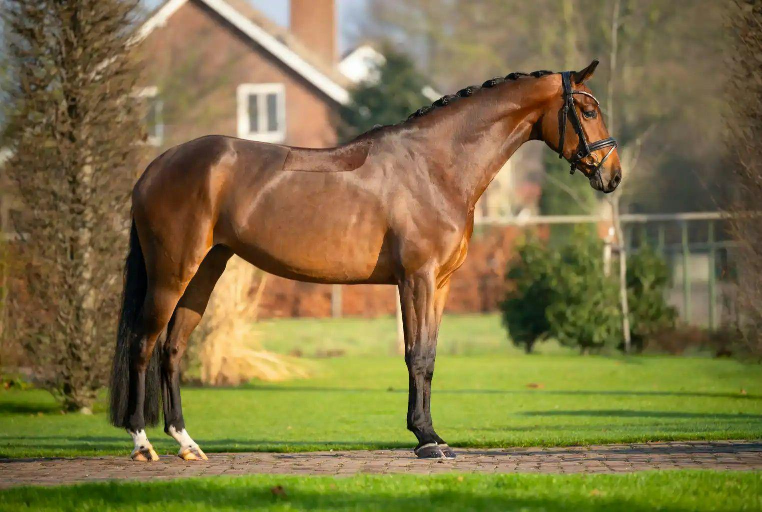 YOUNG HORSES FOR SALE