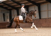 PSG HORSE FOR SALE