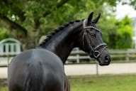 KWPN HORSE FOR SALE