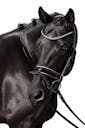 BLACK MARE FOR SALE THE NETHERLANDS
