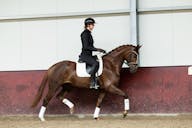 KWPN HORSES