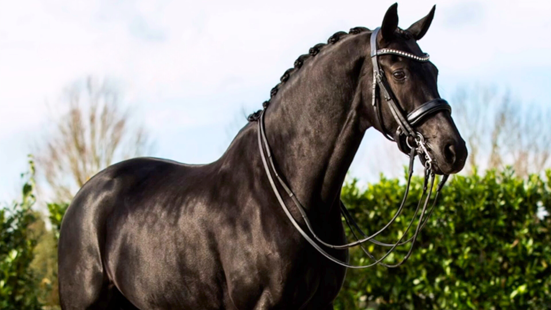 Dressage horses for sale.