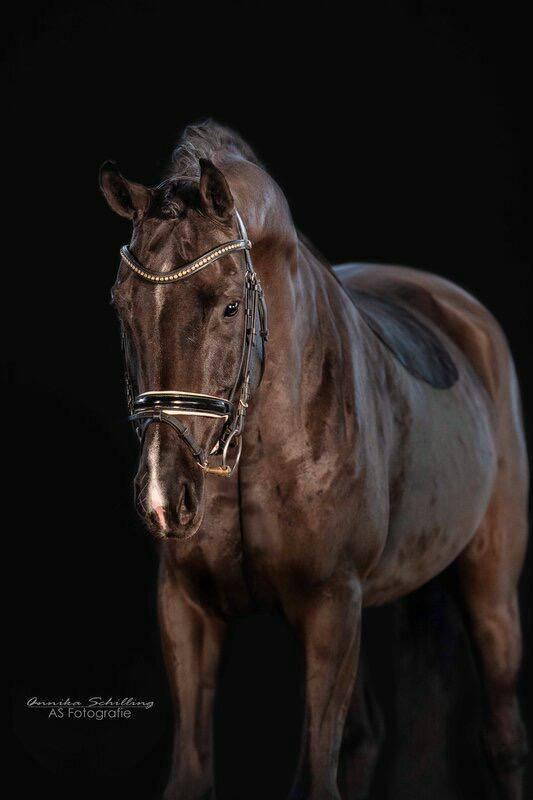 DRESSAGE HORSE TOTILAS