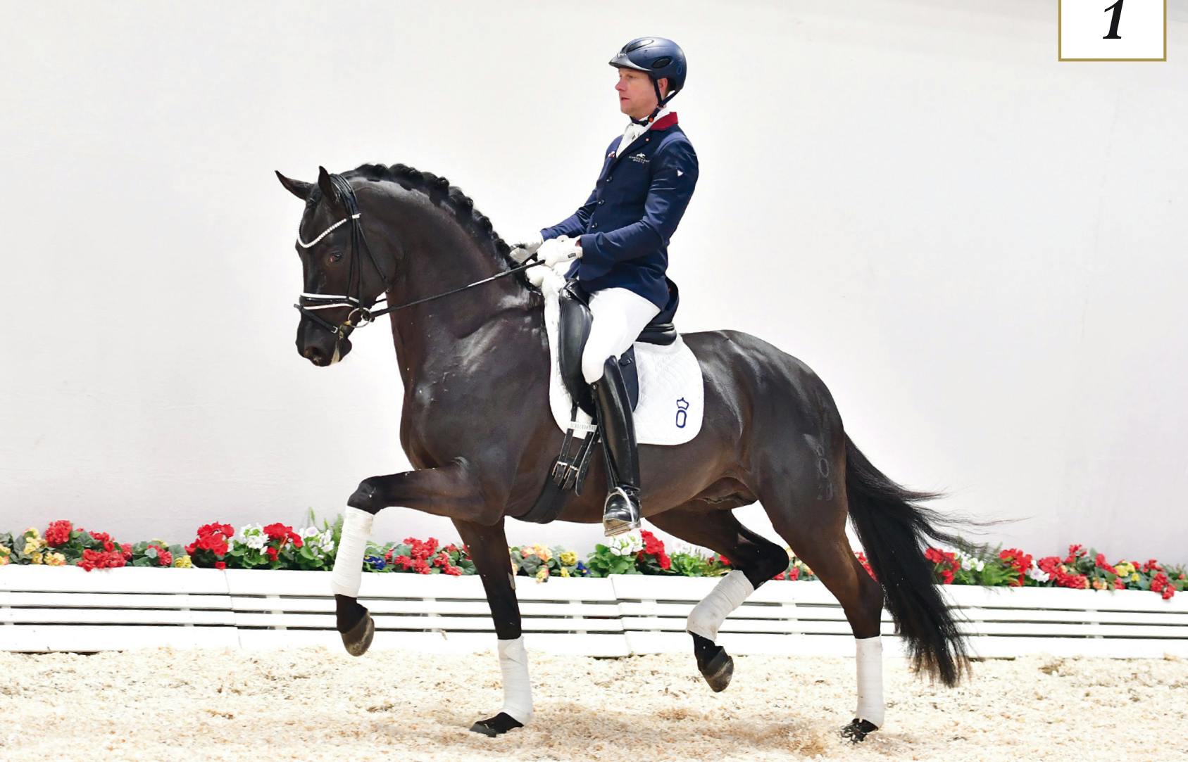 top dressage horses