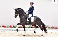 top dressage horses