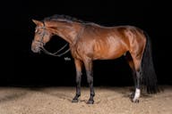 DRESSAGE HORSES FOR SALE