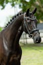 KWPN HORSE
