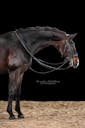 dressage horse in Germany