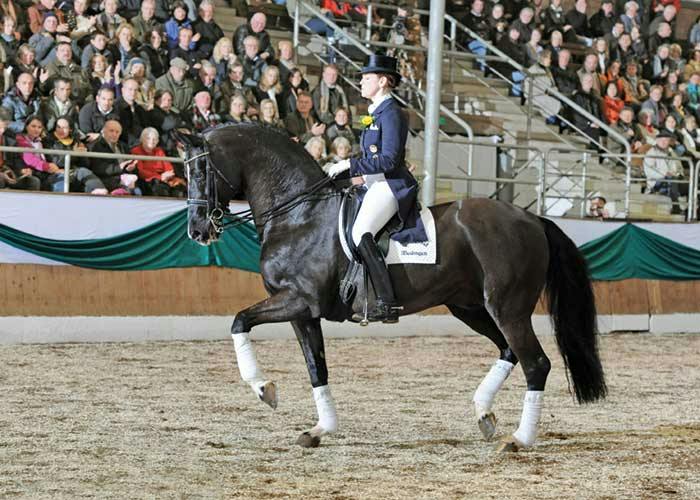 GP HORSE FOR SALE