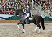 GP HORSE FOR SALE