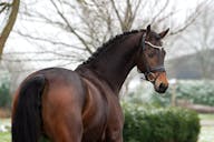YOUNG HORSE FOR SALE