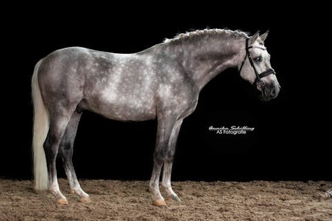 GERMAN PONY FOR SALE
