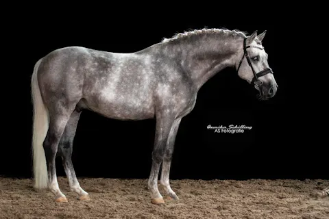 GERMAN PONY FOR SALE
